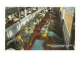 Interior Glass Bottom Boat, Catalina, California Lámina giclée