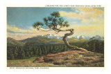 Lonesome Pine, Longs Peak, Colorado Posters
