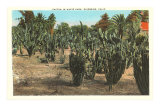 Cactus, Euforbia, Riverside, California Pósters