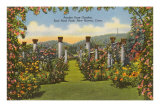 Pardee Rose Garden, New Haven, Connecticut Posters