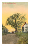 Vieil orme, Guilford, Connecticut Photographie