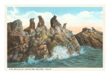 Foche all'isola di Catalina, California Stampa giclée Foche all'isola di Catalina, California Stampa giclée