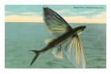 Flying Fish, Catalina, California Posters