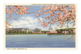 Cherry Blossoms, Capitol, Washington D.C. Posters