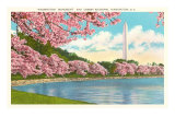 Washington Monument, Cherry Blossoms, Washington D.C. Posters