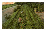 Pineapple Fields, Cuba Photo