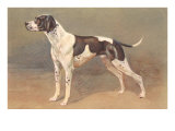 Pointer Lámina giclée Pointer Lámina giclée