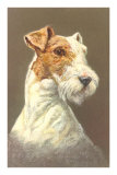 Wire-Haired Terrier Photo
