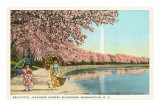 Japanese Children, Cherry Blossoms, Washington D.C. Print