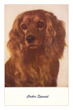 Cocker Spaniel Posters