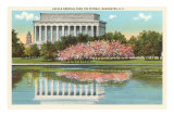 Lincoln Memorial, Cherry Blossoms, Washington D.C. Photo