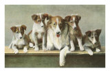 Family of Collies Posters