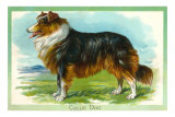 Collie Dog Posters
