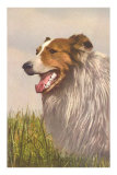 Collie Photo