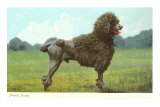 French Poodle Posters