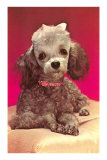 Poodle Pup Posters