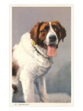 St. Bernard Lámina giclée