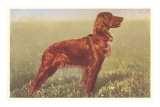 Irish Setter Posters Irish Setter Posters