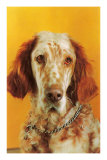Morose English Setter Posters