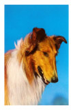 Collie Photo