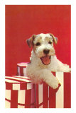 Wire-Haired Terrier Puppy Posters