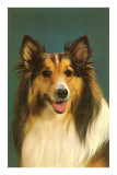 Collie Posters