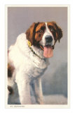 St. Bernard Posters