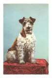 Wire-Haired Terrier Posters