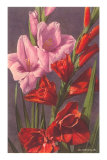 Gladiolus Posters
