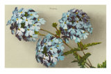 Verbena Posters