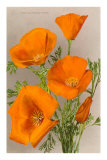 California Poppy Posters