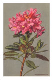 Rhododendron Prints