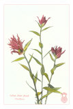Indian Paint Brush Prints