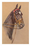 Cheval noir et robe lustrée Posters