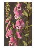 Dedalera, digitalis Lámina giclée