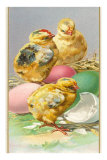 Three Chicks and Eggs Posters