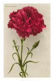 Red Carnation Prints