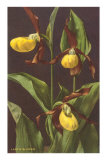 Lady's Slipper Orchid Photo