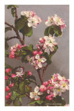Apfelblüten Poster