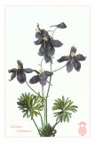 Larkspur Posters