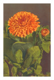 Marigold Poster
