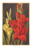 Gladiolus Posters