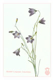 Harebell Posters