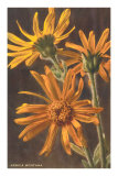 Arnica Montana Photo