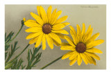 Yellow Marguerite Foto