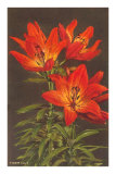 Tiger Lily Posters