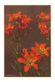 Orange Tiger Lilies Posters