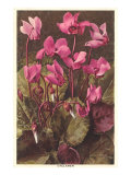 Ciclamen Lámina giclée Ciclamen Lámina giclée