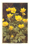 Renoncule des montagnes, bouton d’or Posters