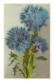 Bleuet Posters